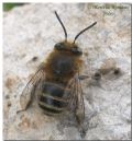 Anthophora sp.